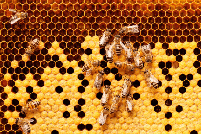 bees
